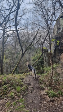 Arwa im Wald