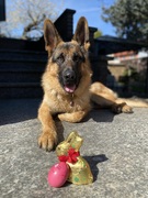 Frohe Ostern