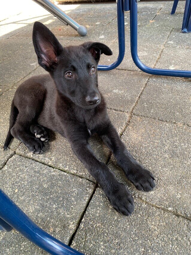 Babyface Django