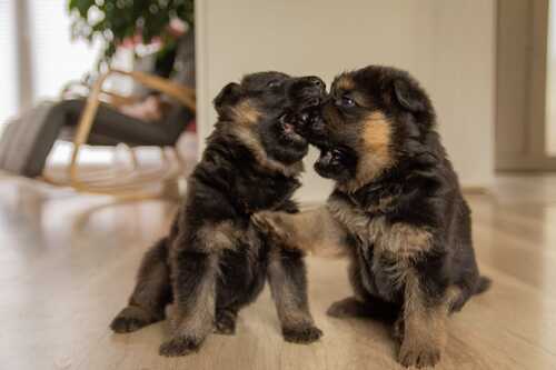 Amon (links) und Amalou (rechts)