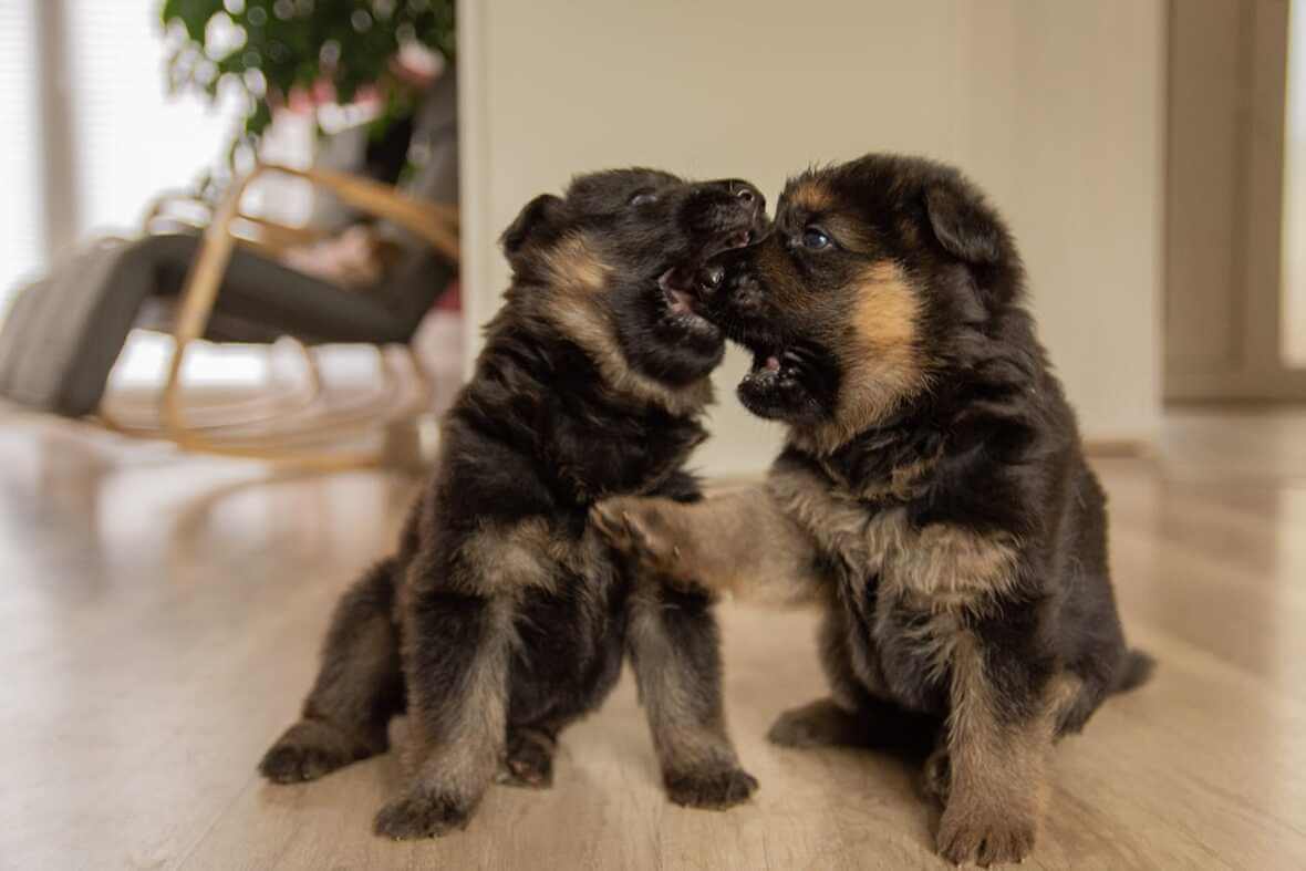 Amon (links) und Amalou (rechts)