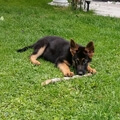 Sam
