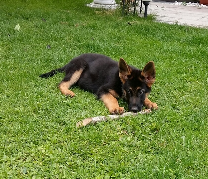 Sam