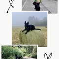 Django in Innsbruck - Hainstadt - bayer. Wald
