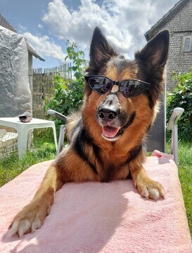 Tilli - Hot Dog