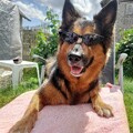 Tilli - Hot Dog