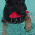 Harras - Hot Dog am Abkühlen