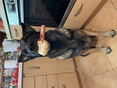 Axels Hotdog