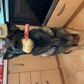 Axels Hotdog