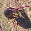 Dina
