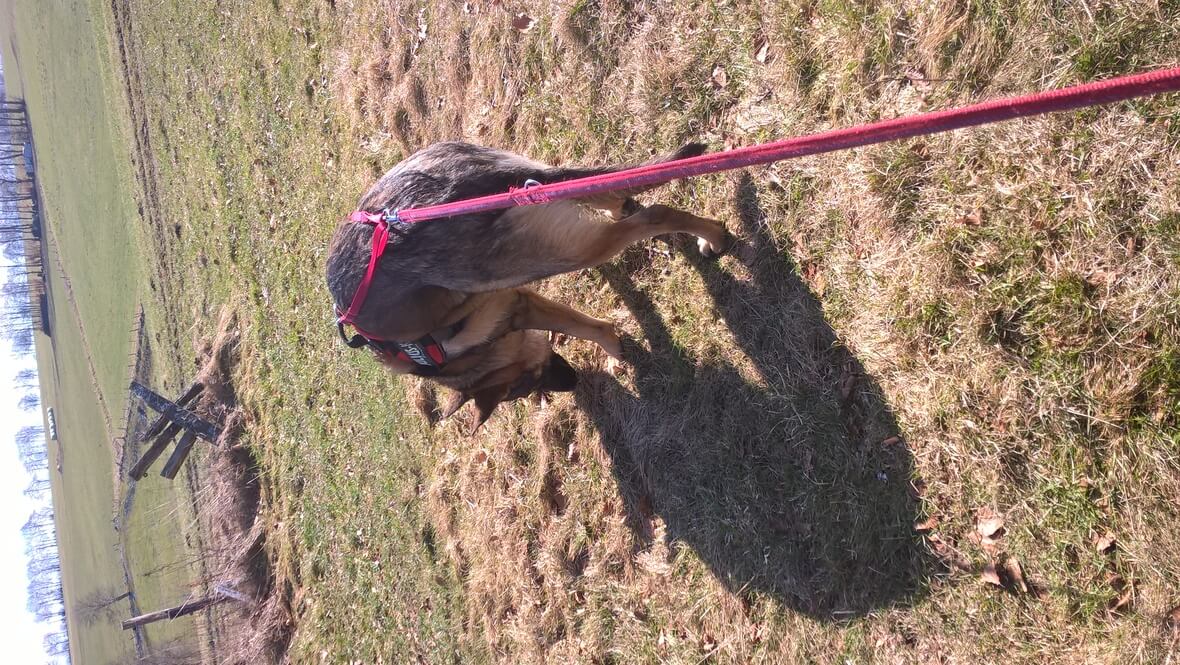 Dina