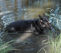 Harras - Wasserspiel im Schatten
