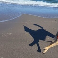Quintos Schatten