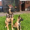 Lexy`s Schatten