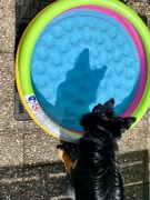 Swea‘s Schatten