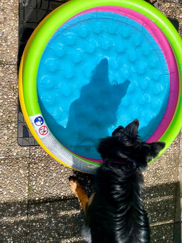 Swea‘s Schatten