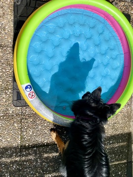 Swea‘s Schatten