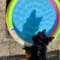 Swea‘s Schatten