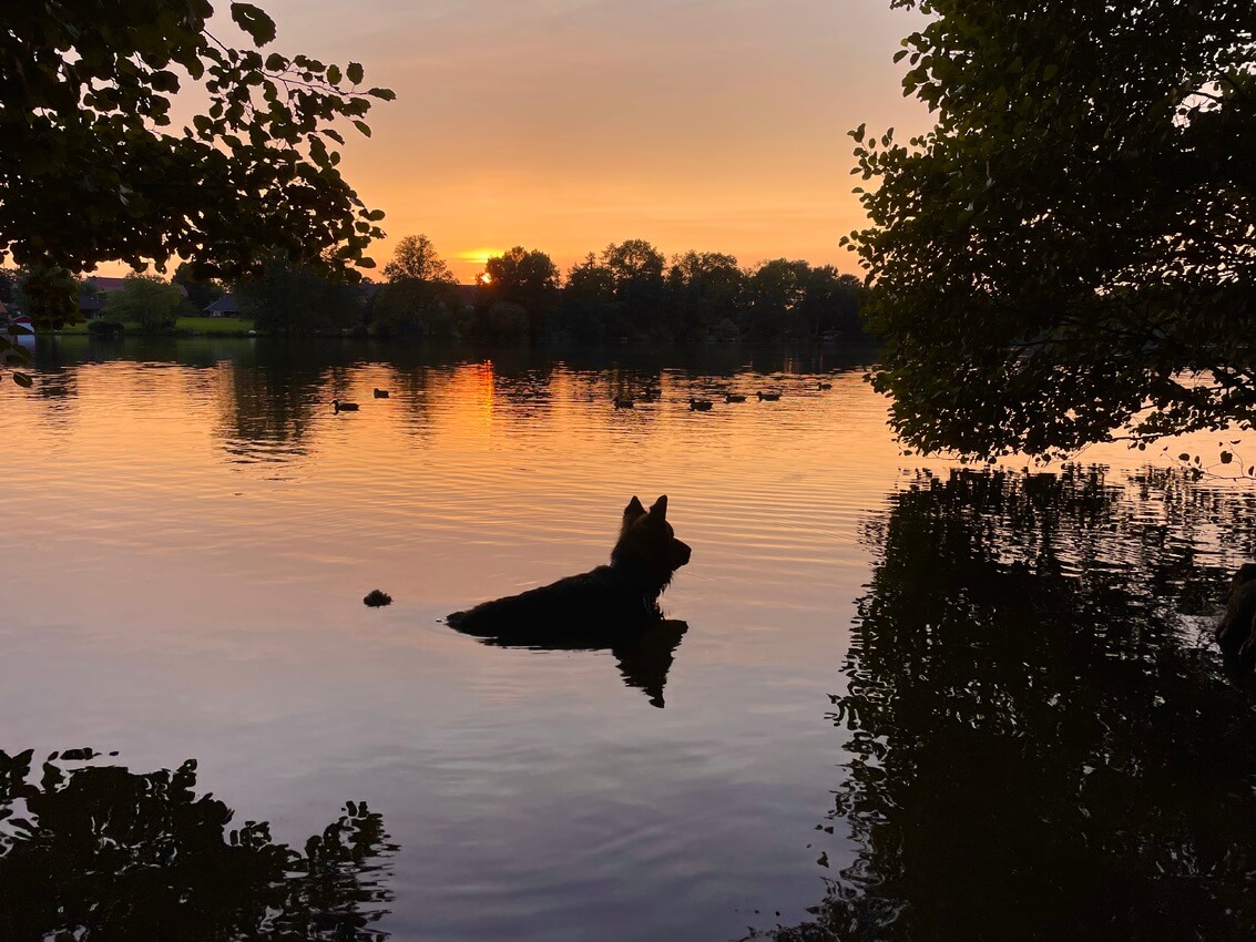 Jerry- Abendsonne und Schatten am See