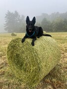 Django oben :-)