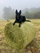 Django oben :-)