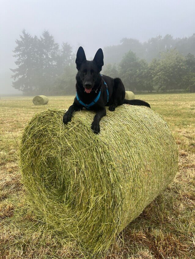 Django oben :-)