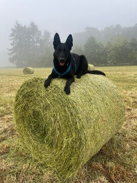 Django oben :-)