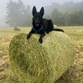 Django oben :-)