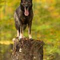 Crazy oben auf dem Baum :-)