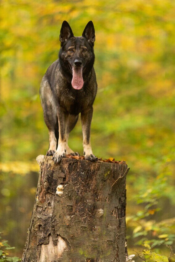 Crazy oben auf dem Baum :-)