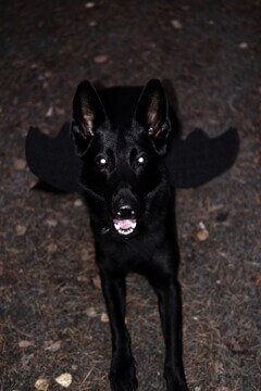 Django Flederhund
