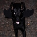 Django Flederhund