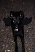 Django Flederhund
