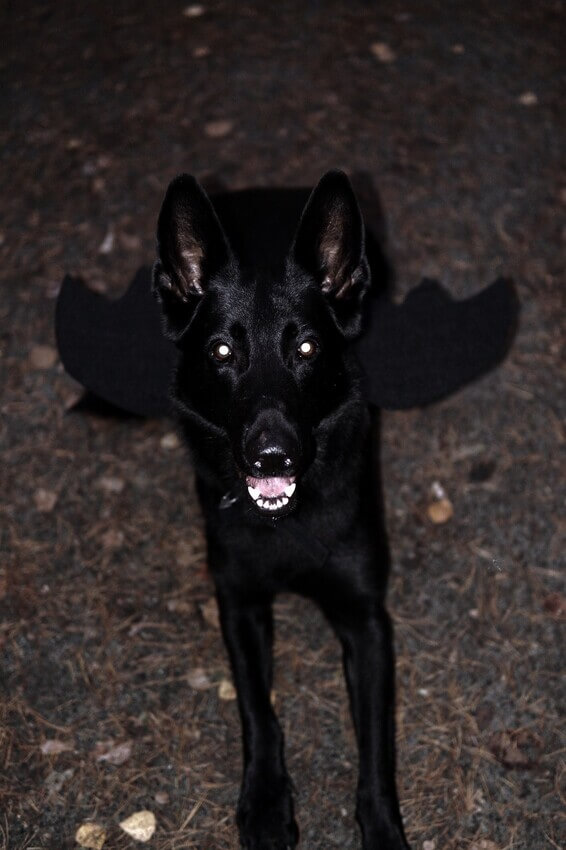 Django Flederhund