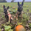 Carma & Lexy auf der Suche nach dem perfekten Kürbis