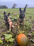 Carma & Lexy auf der Suche nach dem perfekten Kürbis