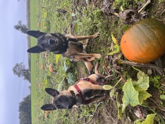 Carma & Lexy auf der Suche nach dem perfekten Kürbis