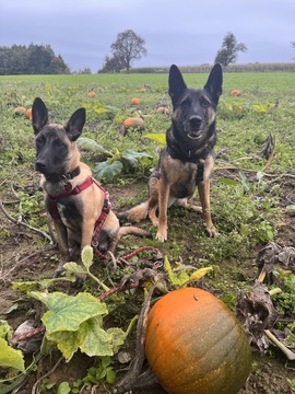 Carma & Lexy auf der Suche nach dem perfekten Kürbis