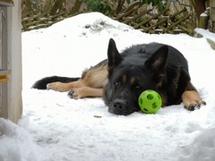 Harras - der Winterhund