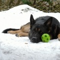 Harras - der Winterhund