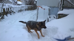 Aiko hat Spaß im Schnee