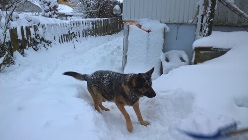Aiko hat Spaß im Schnee