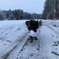 Hicks greift in die Vollen
