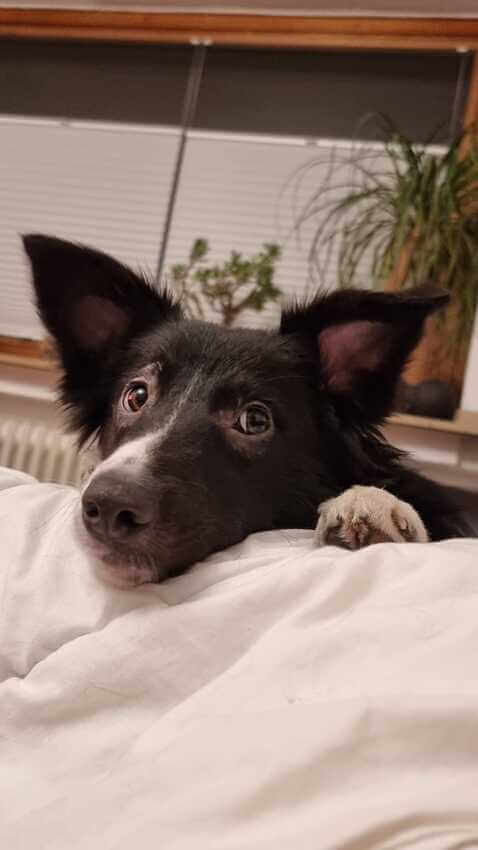 Border Collies sind auch (Weihnachts-)Engel