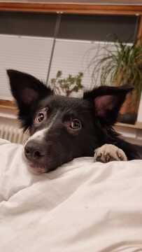 Border Collies sind auch (Weihnachts-)Engel