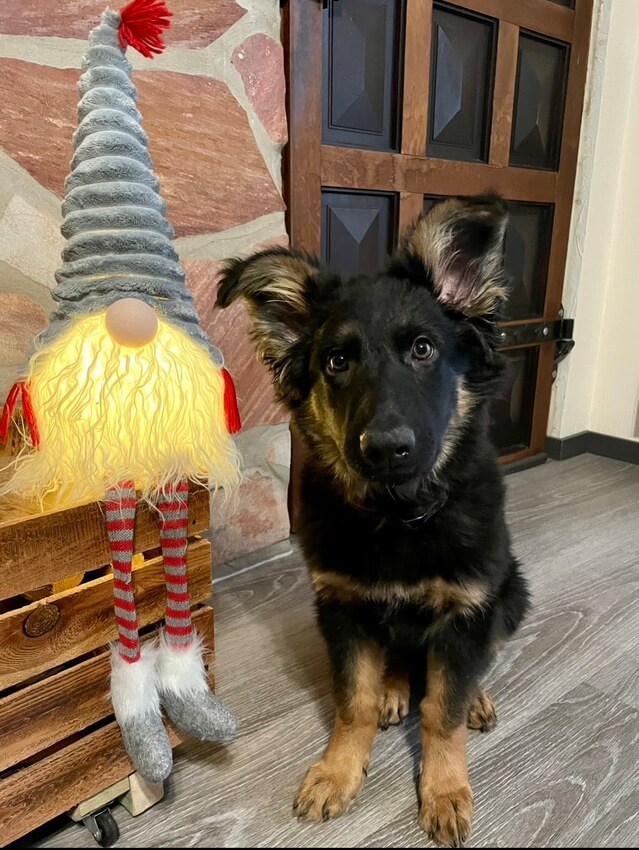 Swea‘s erstes Weihnachten letztes Jahr