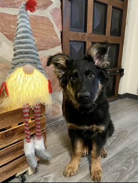 Swea‘s erstes Weihnachten letztes Jahr