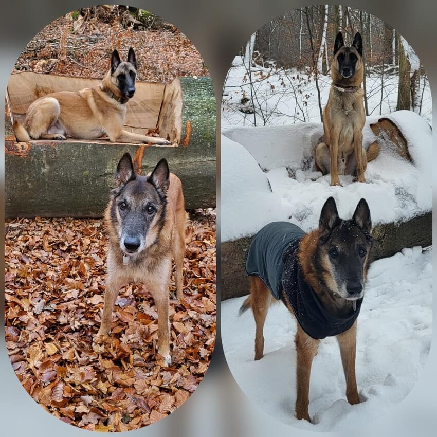 Enzo und Quinto: Vorher Herbst und nachher Winter