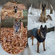 Enzo und Quinto: Vorher Herbst und nachher Winter