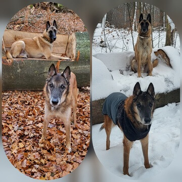 Enzo und Quinto: Vorher Herbst und nachher Winter